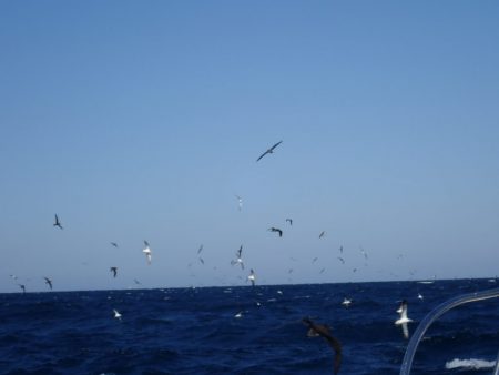 Aquanaut（アクアノート） 釣果