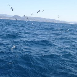 Aquanaut（アクアノート） 釣果