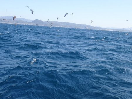 Aquanaut（アクアノート） 釣果