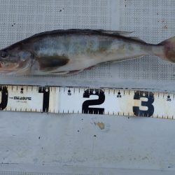 Aquanaut（アクアノート） 釣果