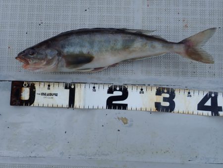 Aquanaut（アクアノート） 釣果