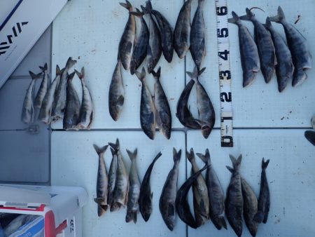 Aquanaut(アクアノート) 釣果