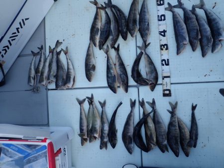 Aquanaut(アクアノート) 釣果