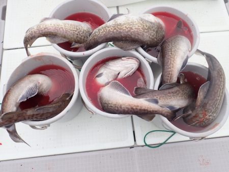 Aquanaut(アクアノート) 釣果