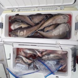 Aquanaut(アクアノート) 釣果