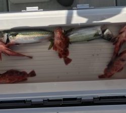 さぶろう丸 釣果