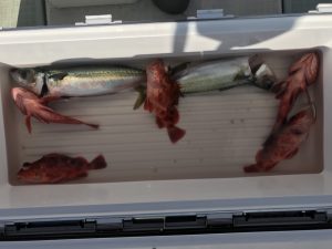 さぶろう丸 釣果