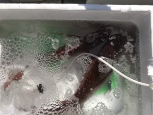 さぶろう丸 釣果