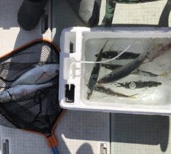 さぶろう丸 釣果