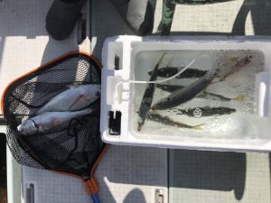 さぶろう丸 釣果