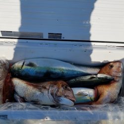 遊漁船 ニライカナイ 釣果