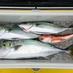 火遠理丸(ほおりまる) 釣果