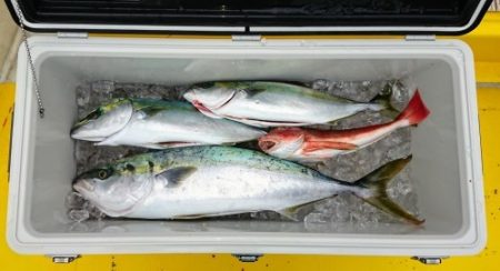 火遠理丸(ほおりまる) 釣果