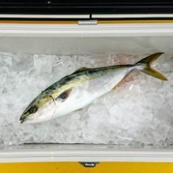 火遠理丸(ほおりまる) 釣果