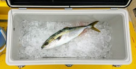 火遠理丸(ほおりまる) 釣果