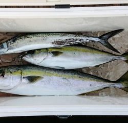 火遠理丸(ほおりまる) 釣果