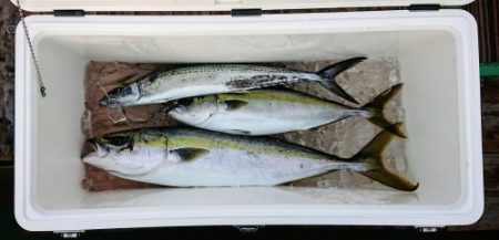 火遠理丸（ほおりまる） 釣果