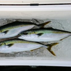 火遠理丸(ほおりまる) 釣果