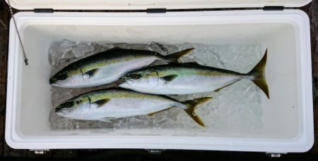 火遠理丸(ほおりまる) 釣果