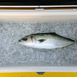 火遠理丸(ほおりまる) 釣果