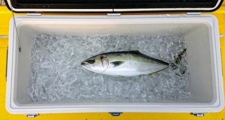火遠理丸(ほおりまる) 釣果