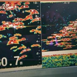 火遠理丸(ほおりまる) 釣果