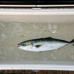 火遠理丸(ほおりまる) 釣果