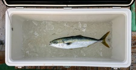 火遠理丸(ほおりまる) 釣果