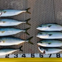 火遠理丸(ほおりまる) 釣果