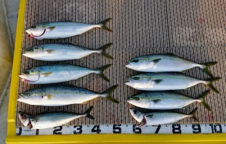 火遠理丸(ほおりまる) 釣果