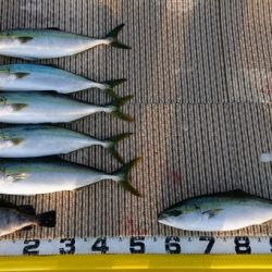 火遠理丸(ほおりまる) 釣果