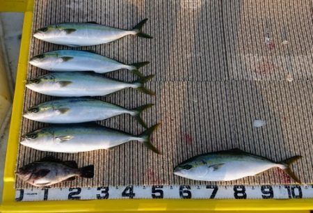 火遠理丸(ほおりまる) 釣果