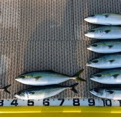 火遠理丸(ほおりまる) 釣果