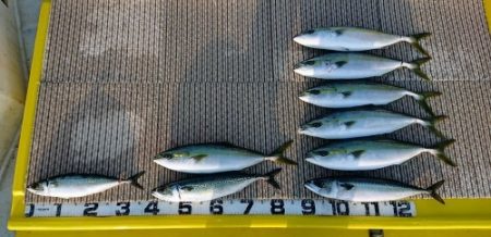 火遠理丸(ほおりまる) 釣果