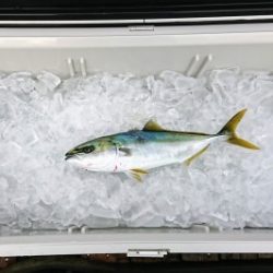 火遠理丸(ほおりまる) 釣果