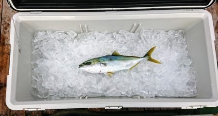 火遠理丸(ほおりまる) 釣果