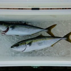 火遠理丸(ほおりまる) 釣果