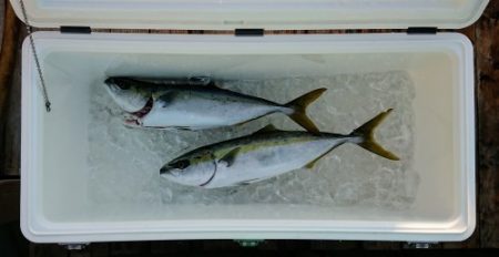 火遠理丸(ほおりまる) 釣果