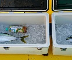 火遠理丸(ほおりまる) 釣果