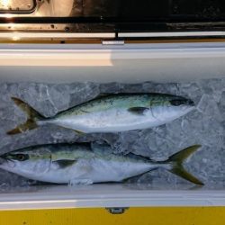 火遠理丸(ほおりまる) 釣果