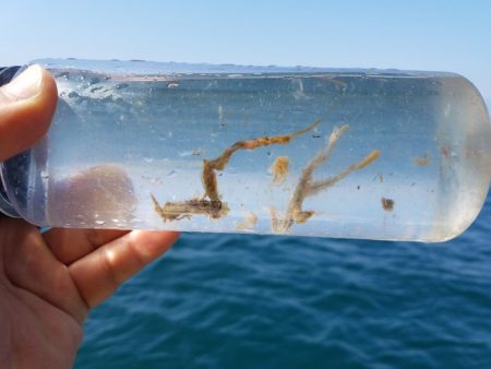 遊漁船 ニライカナイ 釣果