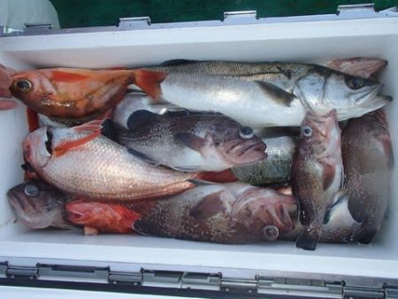 第二むつ漁丸 釣果