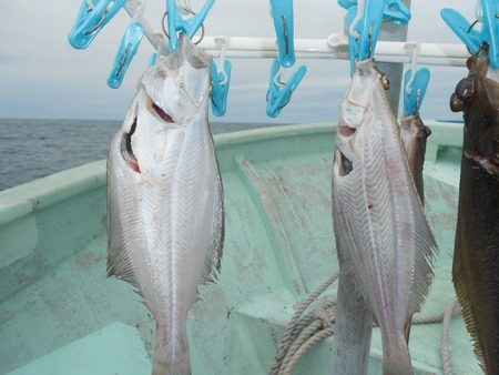 こうゆう丸 釣果