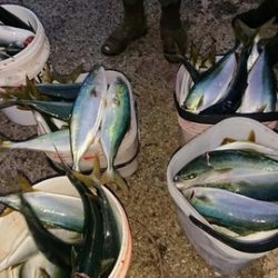 スカイマリン 釣果