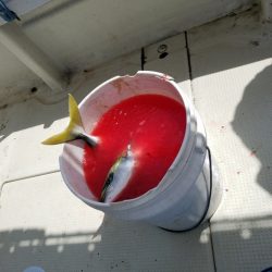 遊漁船 ニライカナイ 釣果