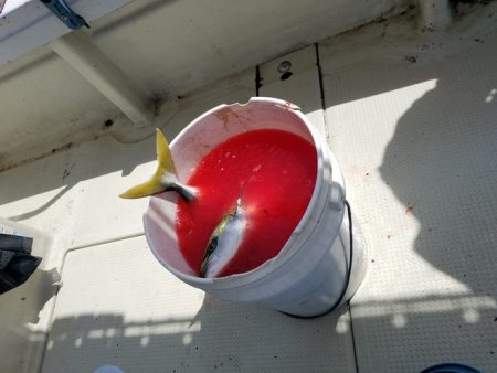 遊漁船 ニライカナイ 釣果