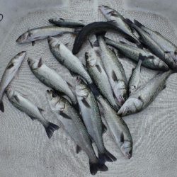 TOPGUN名古屋 釣果