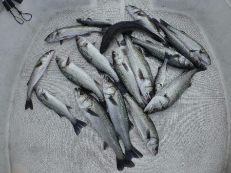 TOPGUN名古屋 釣果