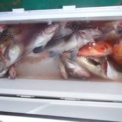 第二むつ漁丸 釣果