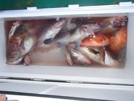 第二むつ漁丸 釣果